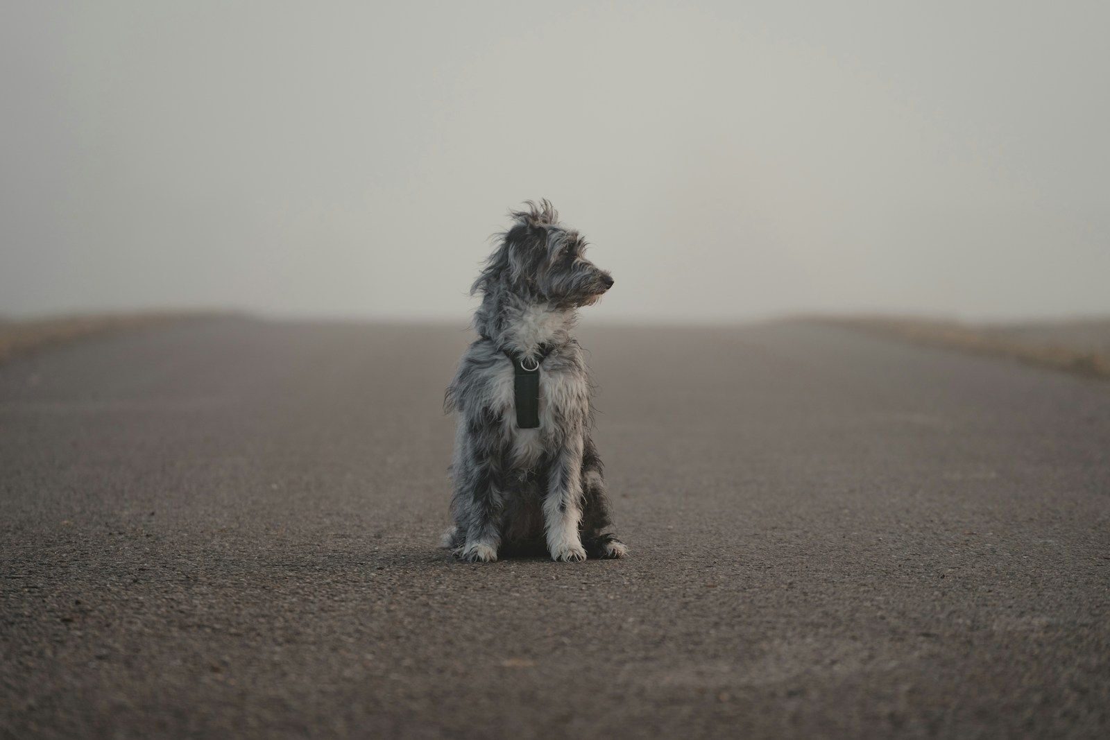 chien perdu comment faire ?