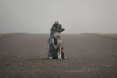 chien perdu comment faire ?